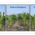 Grass trial Strips: Control, Bulbous Bluegrass & Kentucky Bluegrass