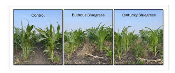 Grass trial Strips: Control, Bulbous Bluegrass & Kentucky Bluegrass
