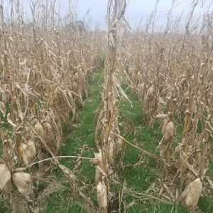 PGC planted in corn