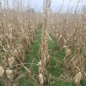PGC planted in corn