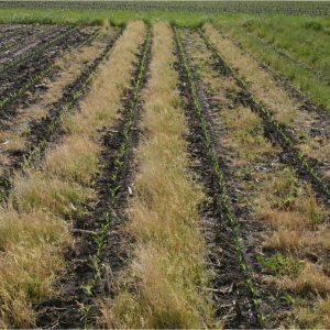 PGC planted in corn - burn down