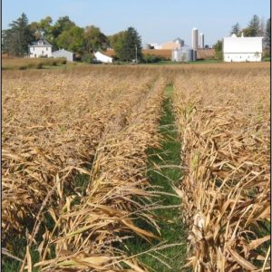 PGC planted in corn in the fall