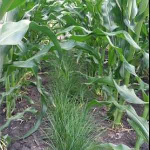 PGC planted in corn
