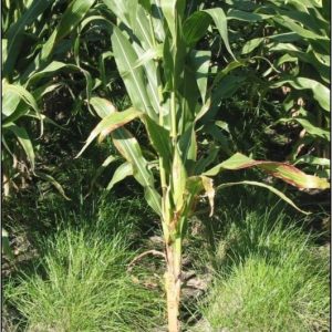 PGC planted in corn - summer