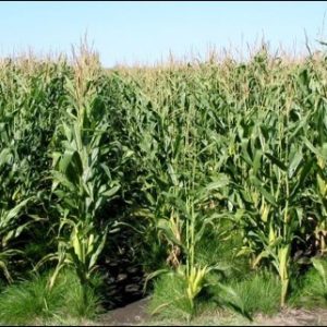 PGC in Corn - summer
